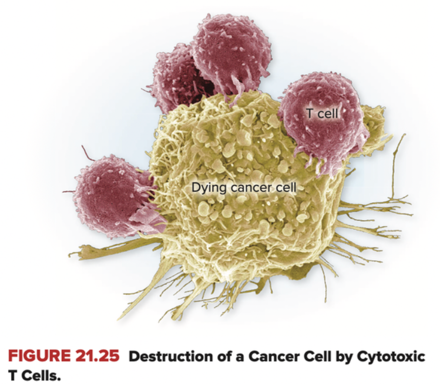 Why doesn’t cancer immunotherapy cure cancer?