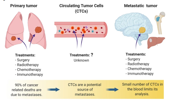 New Discovery Links Mitochondrial DNA to Immunotherapy Success in Cancer Treatment