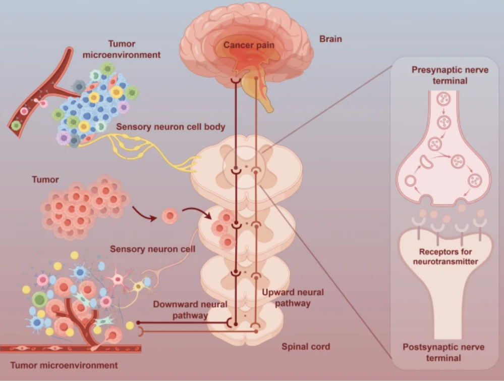 Cancer Pain Medications 